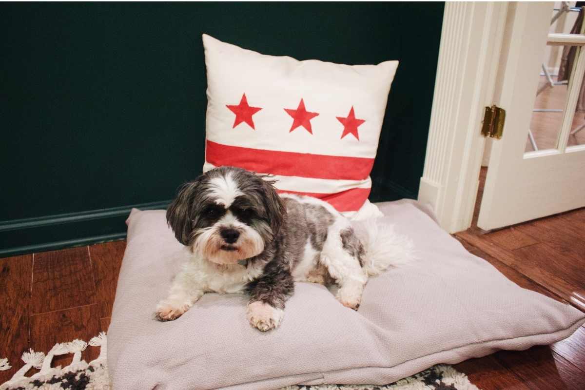 Can You Recycle Dog Beds